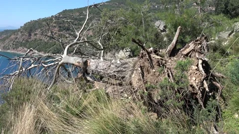 Viewing root and trunk of fallen tree in the Mediterranean forest Video stock 304264215