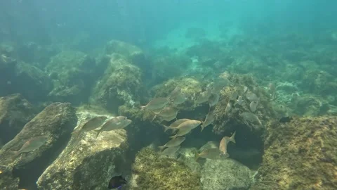 Viewing small fish at the coast of Lanzarote Stock Footage 232365158