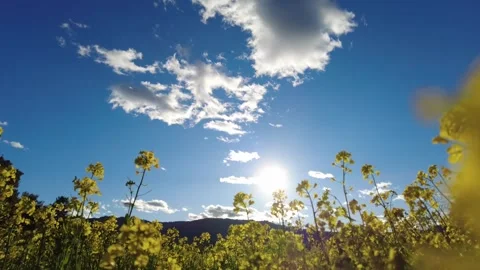 Viewing the sunset in a field of wild mustard plants Stock Footage 197371228
