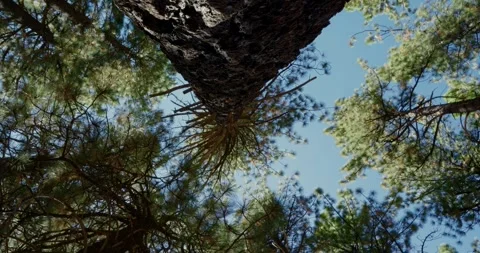 Viewing Tall Pine Trees from Below in a Scenic Forest Stock Footage 323368006