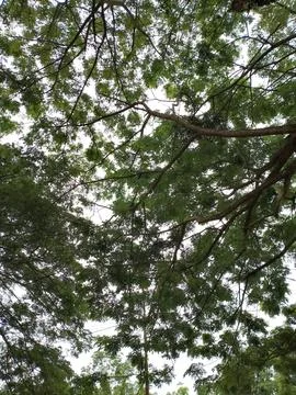 Viewing Tall Tree Canopy with Intertwining Branches and Green Foliage Stock Photos
