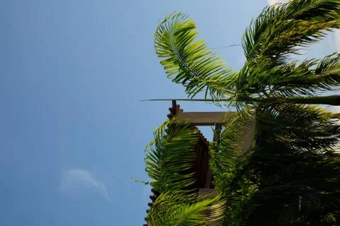 A viewing tower surrounded by palm trees Stock Photos
