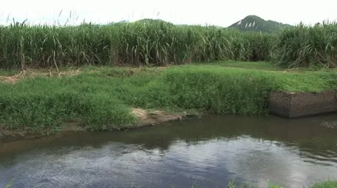 Viewl of Sugar Cane Fields, water in the Foreground and Cloudy Sky in the Video stock 19028209
