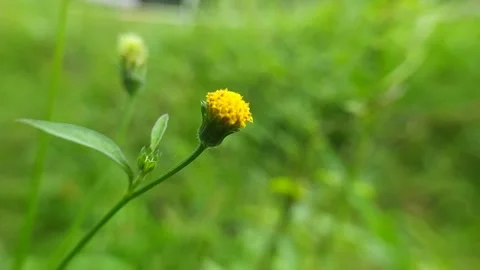 Viewpoint Stock Footage 276202491