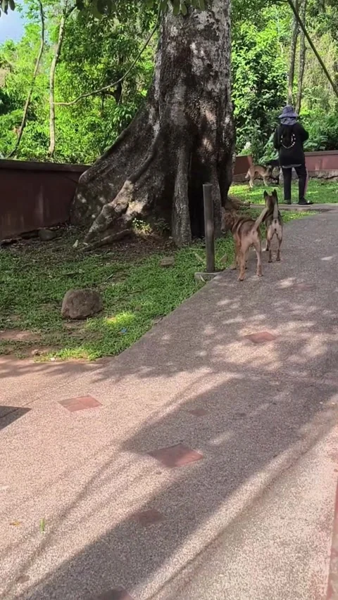 Viewpoint Stock Footage 281619952