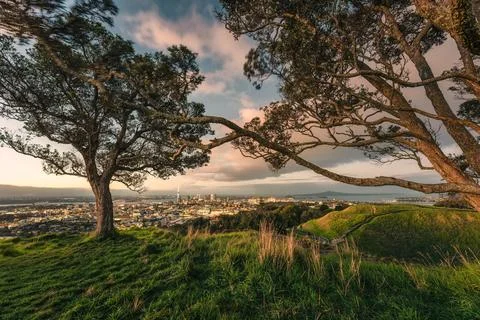 Viewpoint of Mount Eden with iconic tree and sky tower among illuminated ci.. Stock Photos