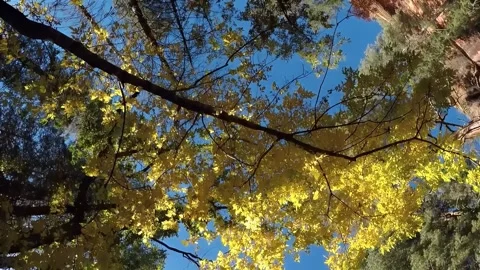 Viewpoint Walking Under Autumn Leaves- West Fork Trail- Sedona AZ Stock Footage 312367316