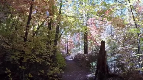 Viewpoint West Fork Hiking Trail In Autumn- Sedona Arizona Stock Footage 312368091