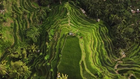 Views of Bali Stock Footage 311306230