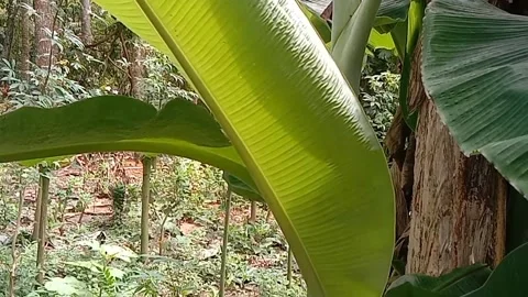 Views of banana trees Stock Footage 237413880