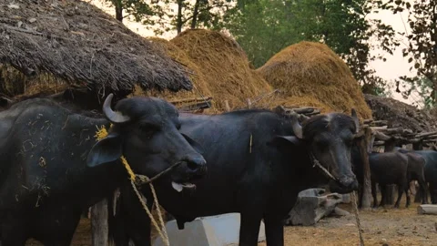 Views of Bardiya in Nepal Stock Footage 324594523