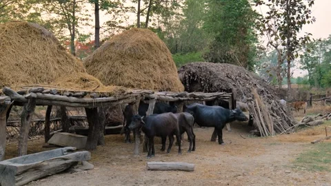 Views of Bardiya in Nepal Stock Footage 324594821