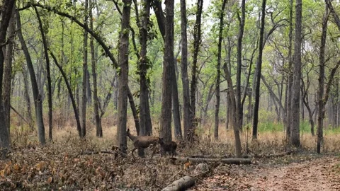 Views of Bardiya in Nepal Stock Footage 324594822