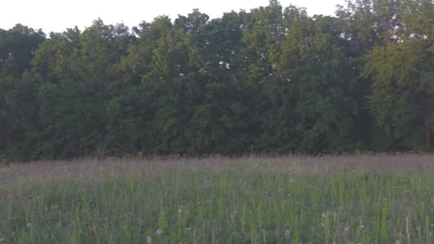 Views of a beautiful forest in the evening Video stock 89923223