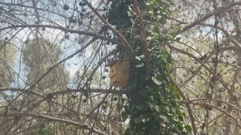 Views of a bird house installed in the middle of a lush forest in Catalonia, Video stock 138744565