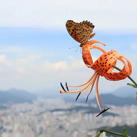 Views of butterflies Stock Footage 236572512