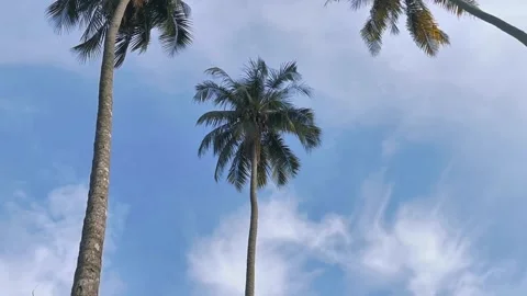 Views of coconut trees plant with blue sky on background Stock Footage 292236161