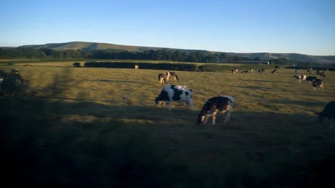 Views of cows and fields in slow motion from a train window in Sussex, UK. Stock Footage 92816023