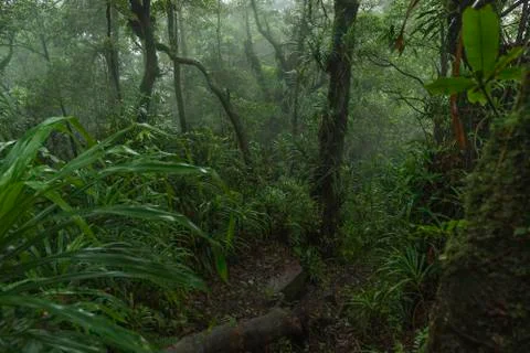 Views to dense jungle while descending Rajabasa Volcano in South Sumatra Stock Photos
