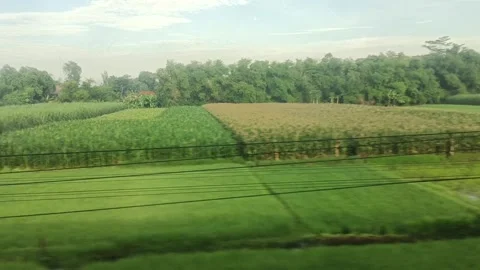 Views of dense trees and rice fields along the railway line Stock Footage 264232369