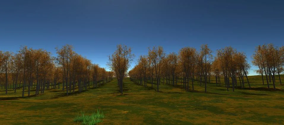 Views of the expanse of still lined with orange trees Stock-Illustration