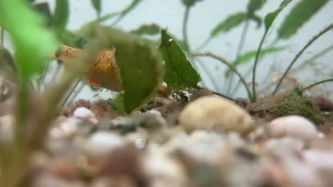 Views of fish on the seabed Stock Footage 236632708