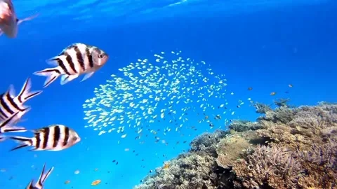 Views of fish on the seabed Stock Footage 236632993