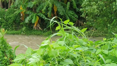 Views of flowing rivers and green leaves in Indonesia Stock-Footage 334525219