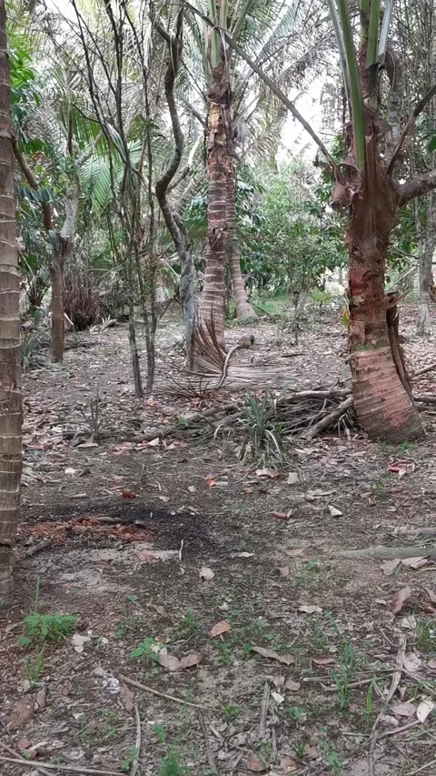 Views at the forest in the evening. Vertical footage. Stock Footage 292512909
