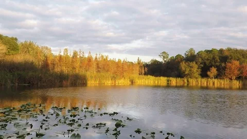Views of a Forida pond Stock Footage 83756132