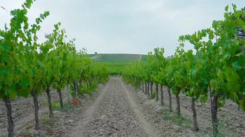 Views of grape leaves Stock Footage 234846338