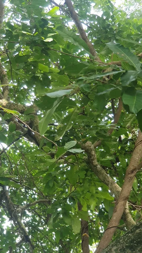 Views of green trees and green leaves in Indonesia Stock Footage 329958633