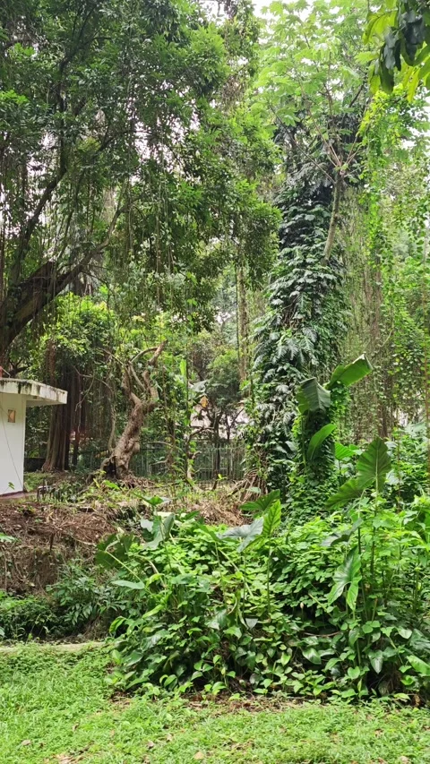 Views inside a forest Stock Footage 286916910