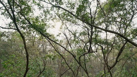 Views in the mangrove forest. Stock Footage 127210674