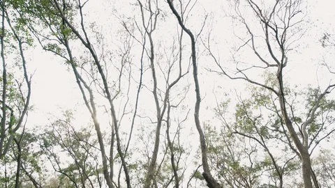 Views in the mangrove forest. Stock Footage 127210809