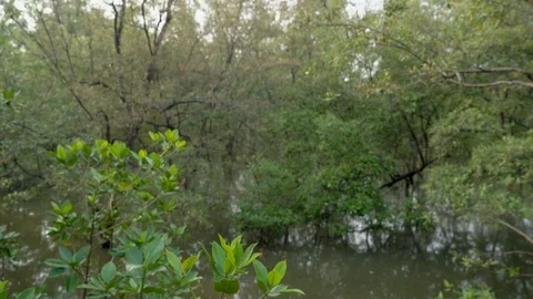 Views in the mangrove forest. Stock Footage 127211280