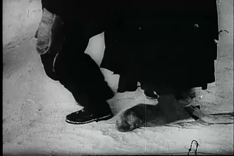 Views of masses of German POW's being marched to the rear - 1943 Stock Footage 102181548
