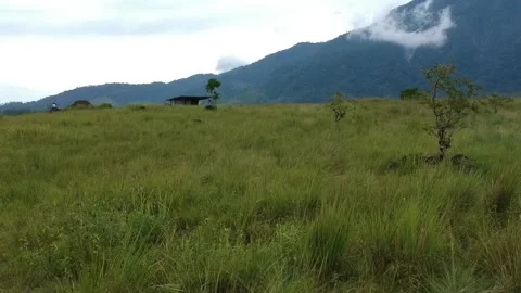 Views of meadows and mountains using drones Video stock 235372232