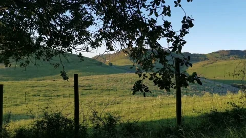 Views of the meadows from the forest Stock Footage 130855655