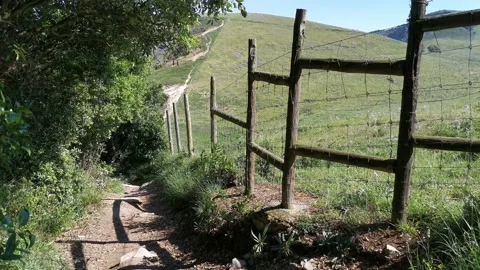 Views of the meadows from the forest Stock Footage 131458498