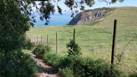 Views of the meadows from the forest Stock Footage 131458526