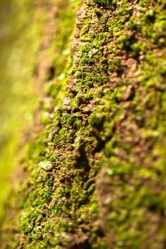 Views of the moss Stock Photos