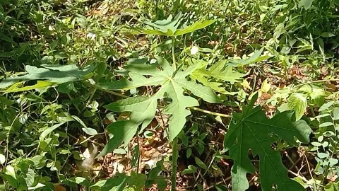 Views of papaya trees Stock Footage 237584793