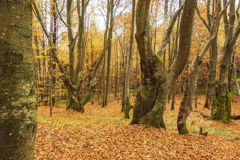 Views on the path to Tarnica - the highest mountain in Bieszczady Stock Photos