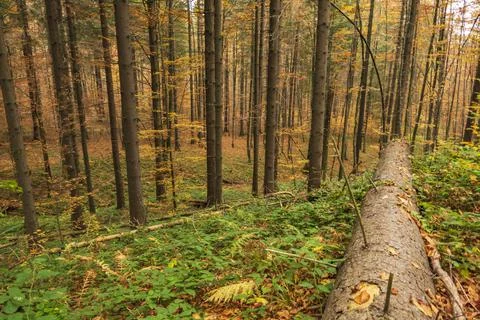 Views on the path to Tarnica - the highest mountain in Bieszczady Stock Photos