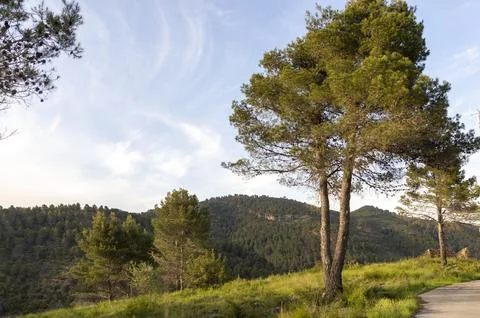 Views of the pine forest at sunset, pine forest of the natural park Stock Photos