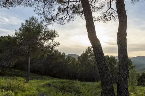 Views of the pine forest at sunset, pine forest of the natural park Stock Photos