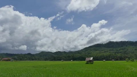 Views of rice fields and hills timelapse Stock Footage 131975840
