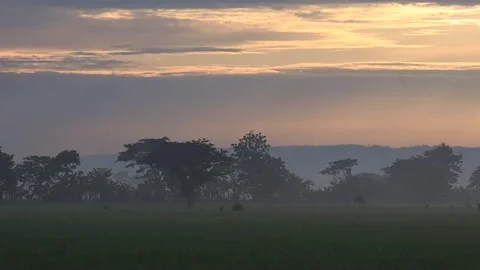 Views of rice fields and the sun in the morning with cool weather Stock-Footage 231878703