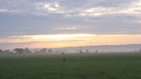 Views of rice fields and the sun in the morning with cool weather Stock-Footage 231878820
